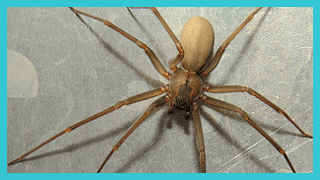 Brown Recluse Spider Exterminator