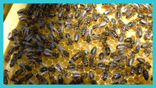 Honey Bee Control