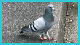 Las Vegas Pigeon