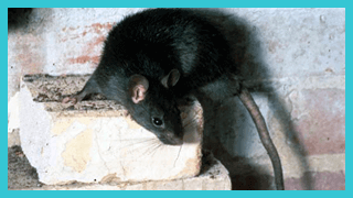 Rat Exterminator
