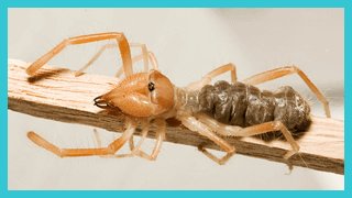 scorpion exterminator