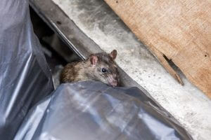 A rat behind the garbage bag