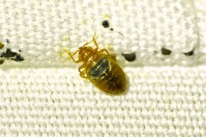 Bed Bug Close up
