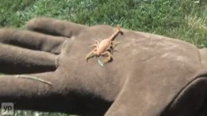 Scorpion found in Grass