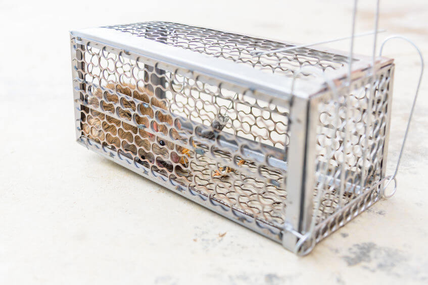 Vegas Rodent Control: The Most Effective Traps for Rats - Dr