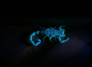 scorpion florescing under ultraviolet light
