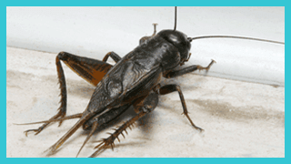 Cricket Pest Control