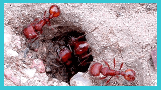 Harvester Ant Pest Control
