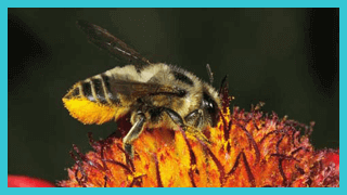 Bee Exterminator