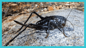Mormon Cricket Description & Facts - Las Vegas Area Pest Control