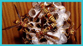 paper_wasp_02