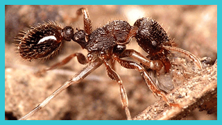 Pavement Ant Pest Control