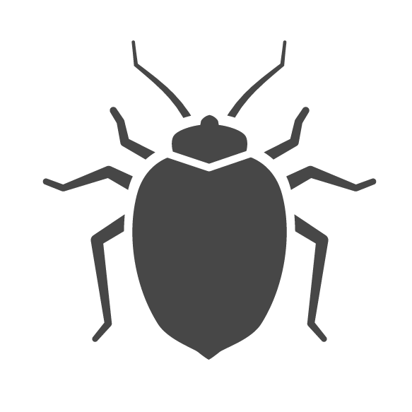 Bed Bug Pest