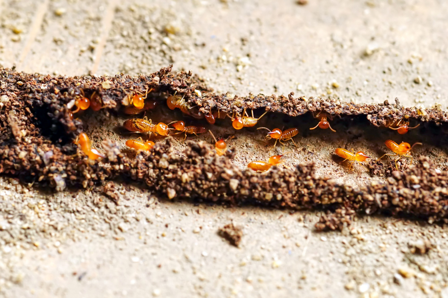 how stucco and slab construction can conceal termite damage
